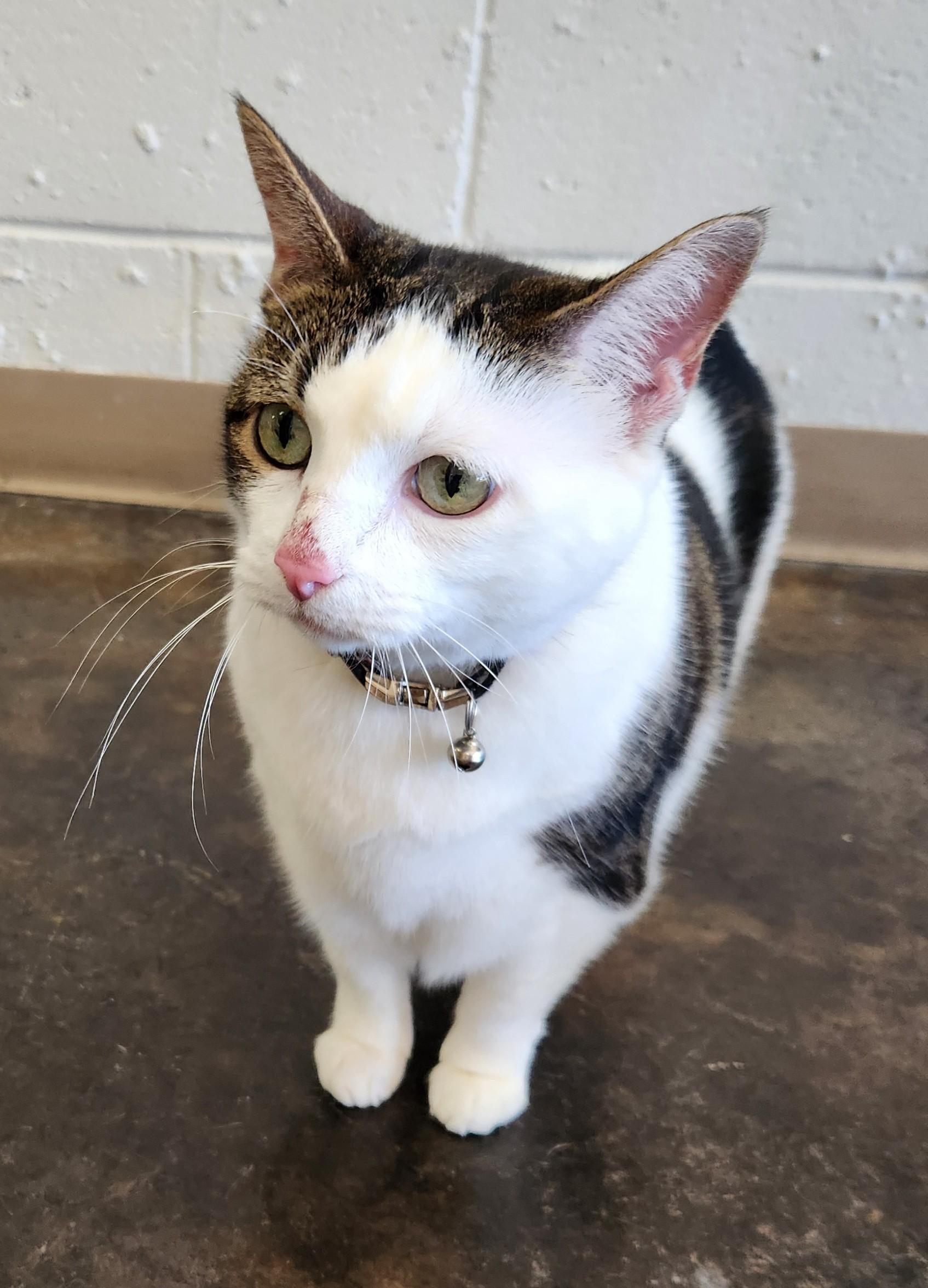 Daisy, Adoptable, Adult Female Domestic Short Hair.