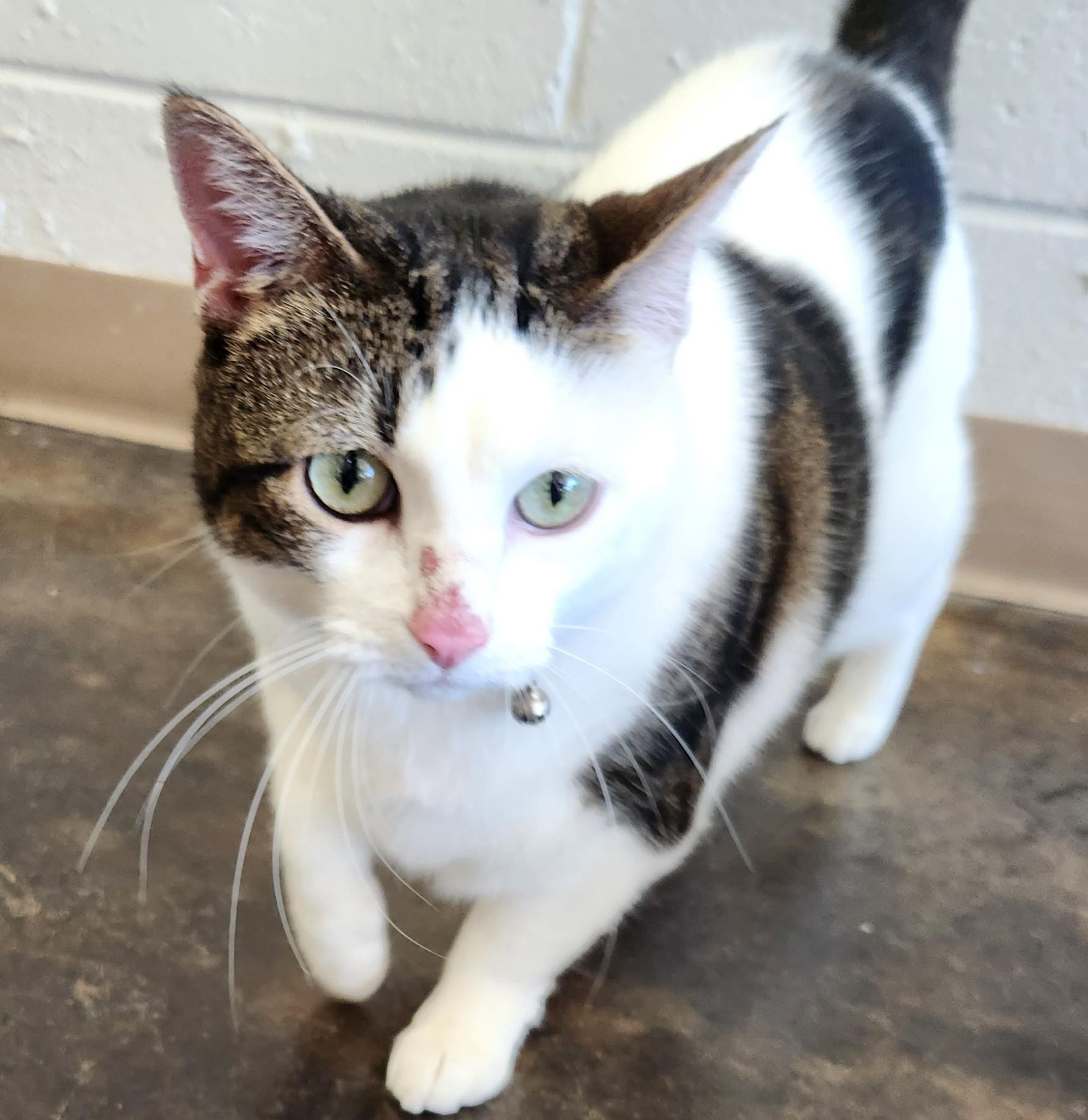 Daisy, Adoptable, Adult Female Domestic Short Hair.