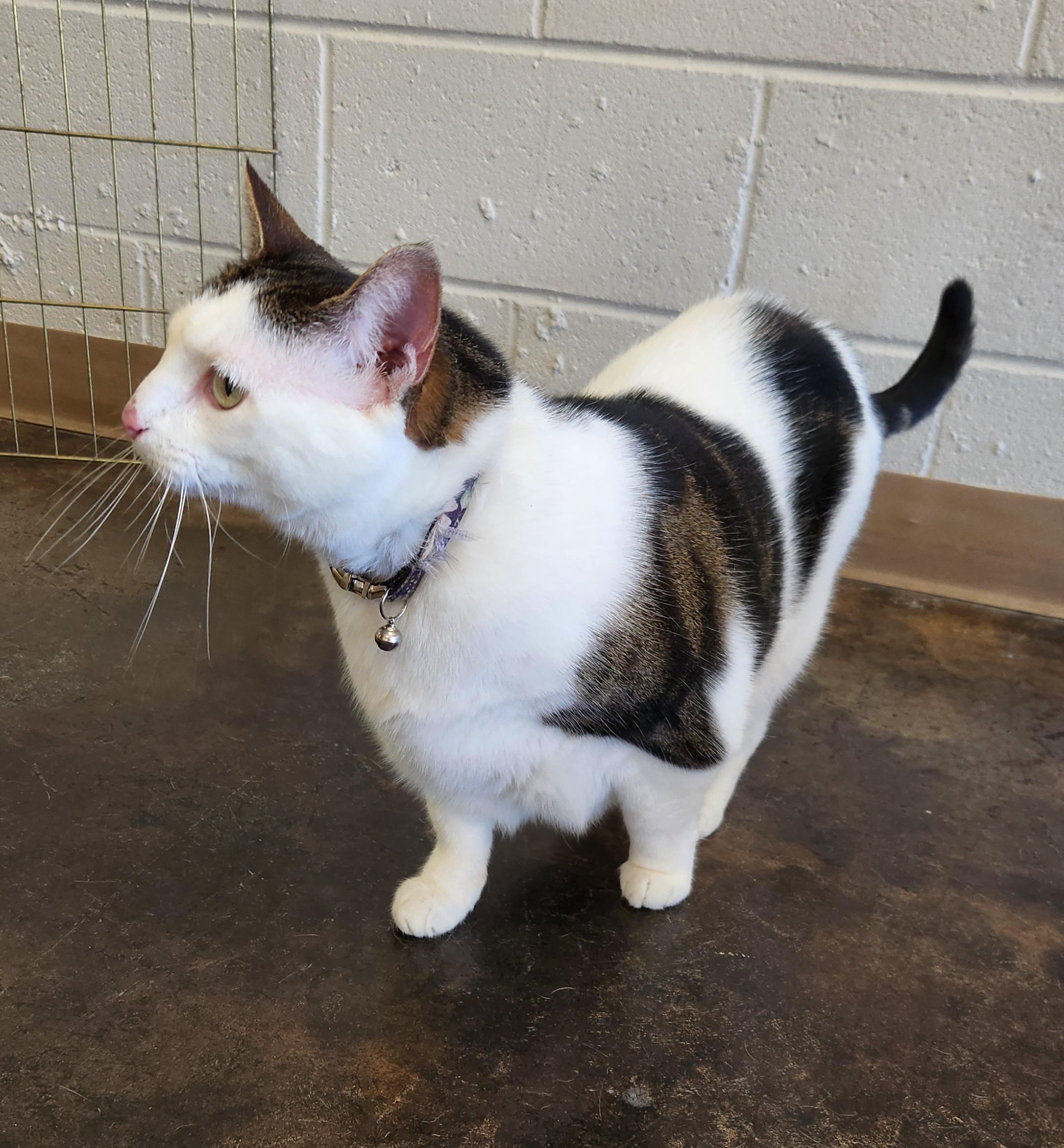 Daisy, Adoptable, Adult Female Domestic Short Hair.