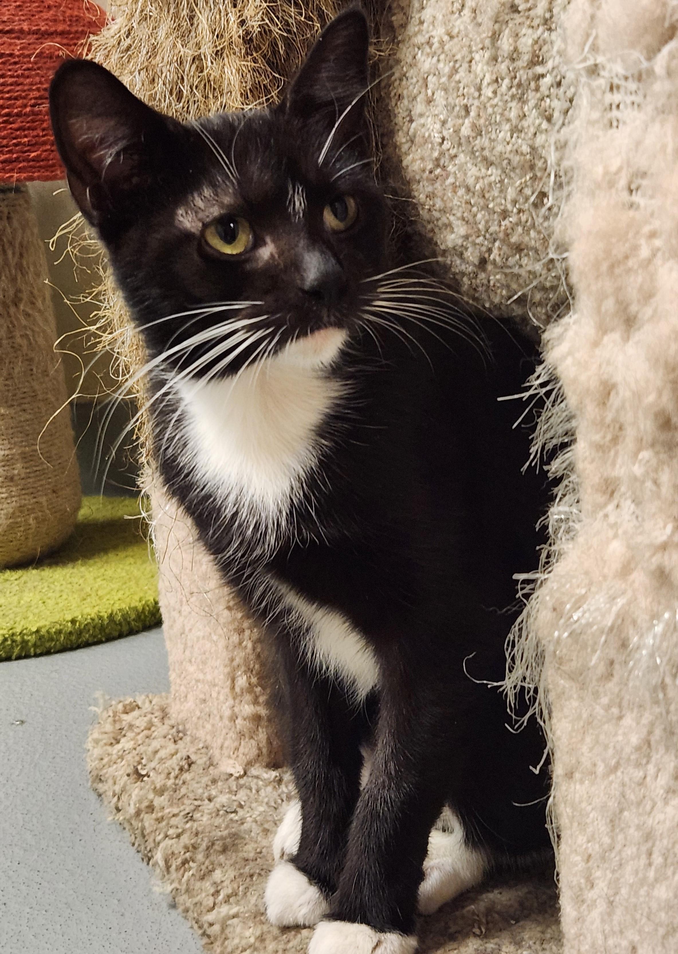 Roulette, Adoptable, Adult Female Domestic Short Hair.