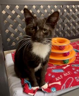 Enlarge Roulette, a Adoptable Domestic Short Hair in Mason City, IA image 1/4