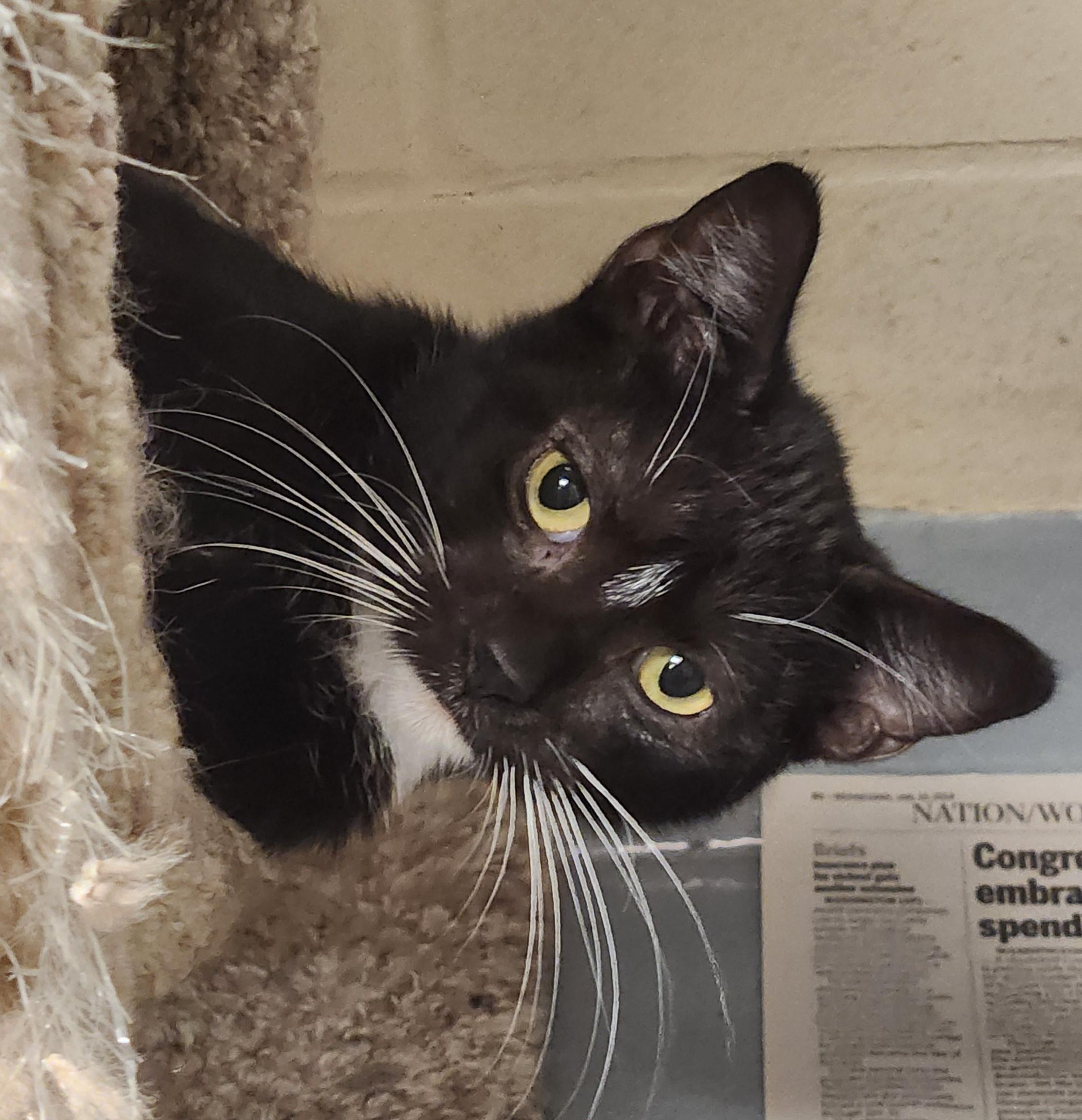 Enlarge Roulette, a Adoptable Domestic Short Hair in Mason City, IA image 3/3