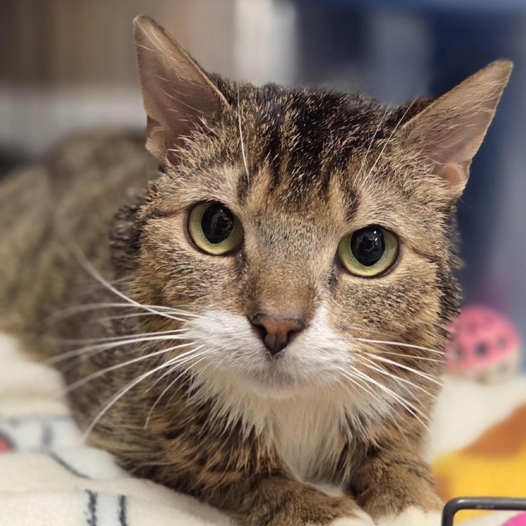 Ivy, Adoptable, Adult Female Domestic Short Hair.