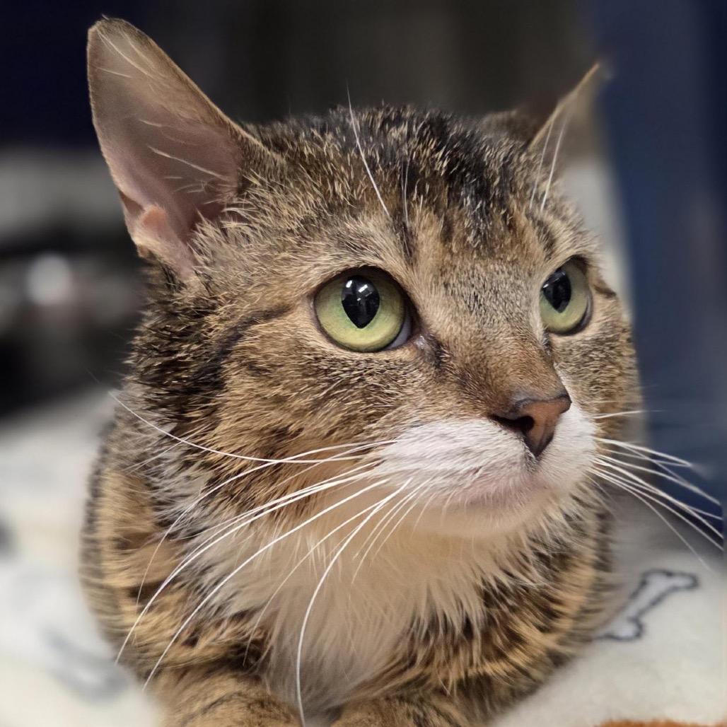 Enlarge Ivy, a Adoptable Domestic Short Hair in Pittsford, VT image 2/3