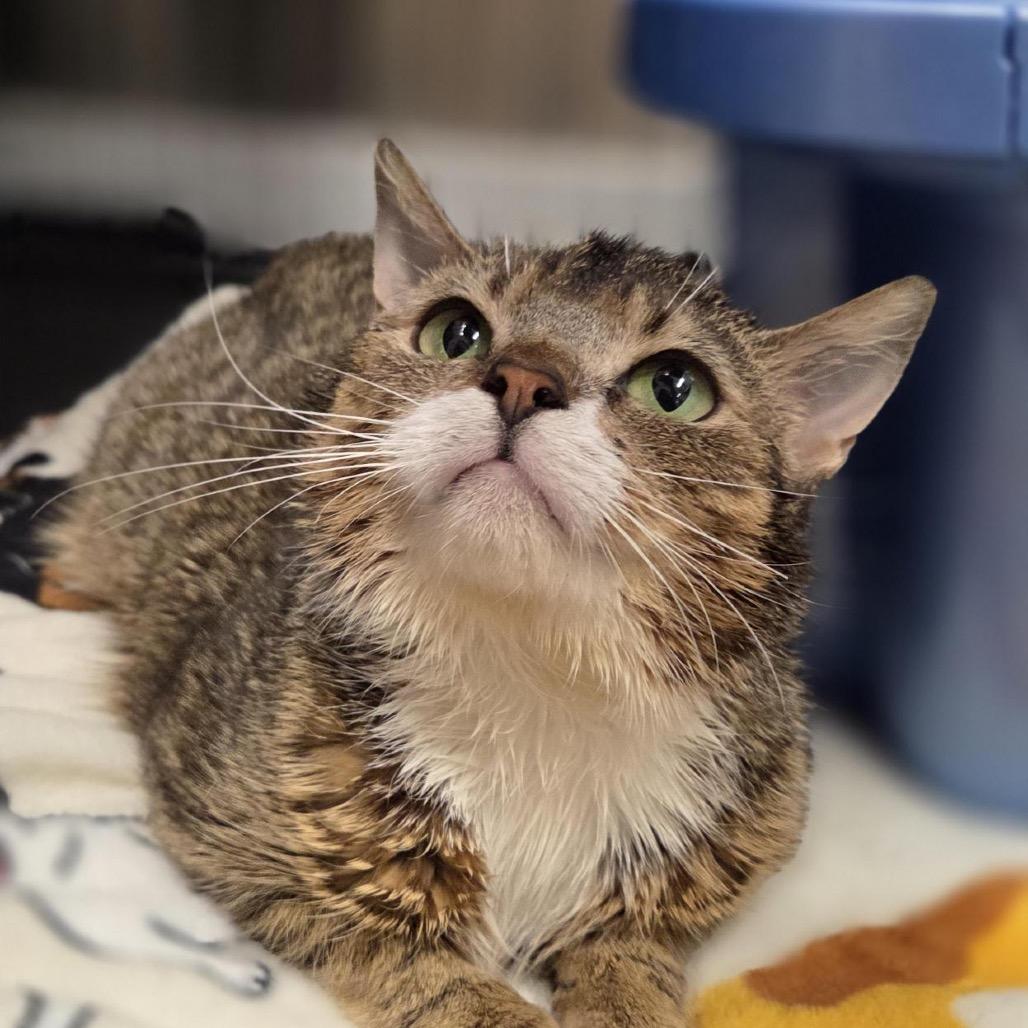 Enlarge Ivy, a Adoptable Domestic Short Hair in Pittsford, VT image 3/3