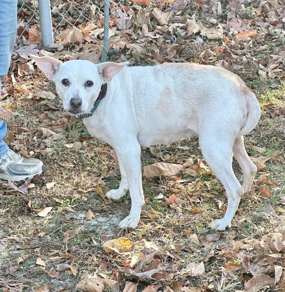 Enlarge Bows, a ADOPTABLE mixed breed in Elizabethtown, NC image 1/1