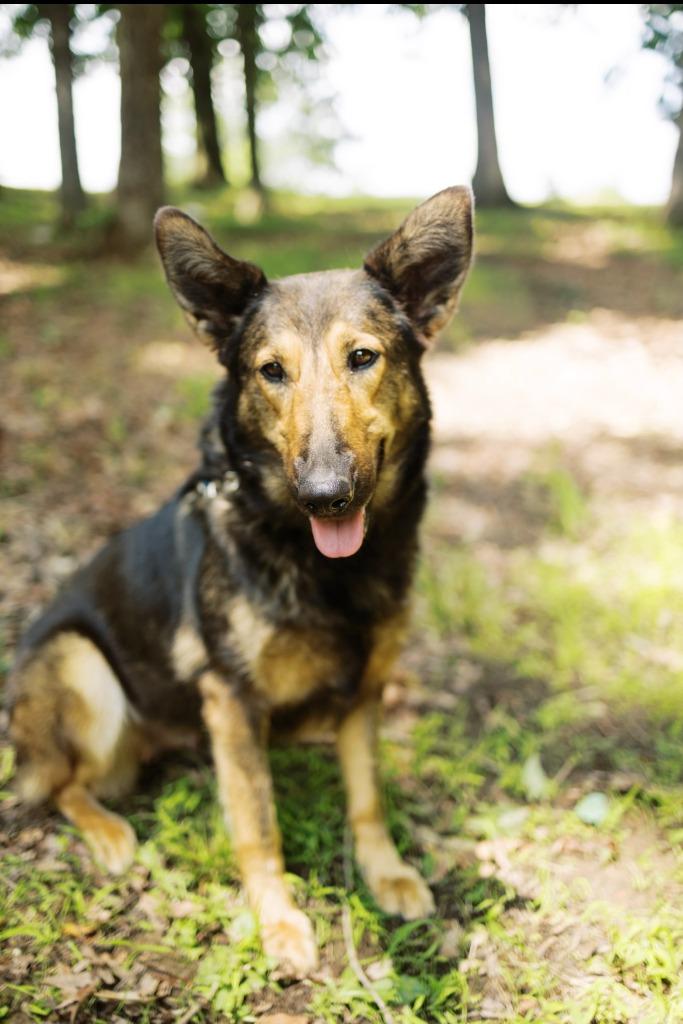 Moose 2, Adoptable, Adult Female Collie & Mixed Breed.