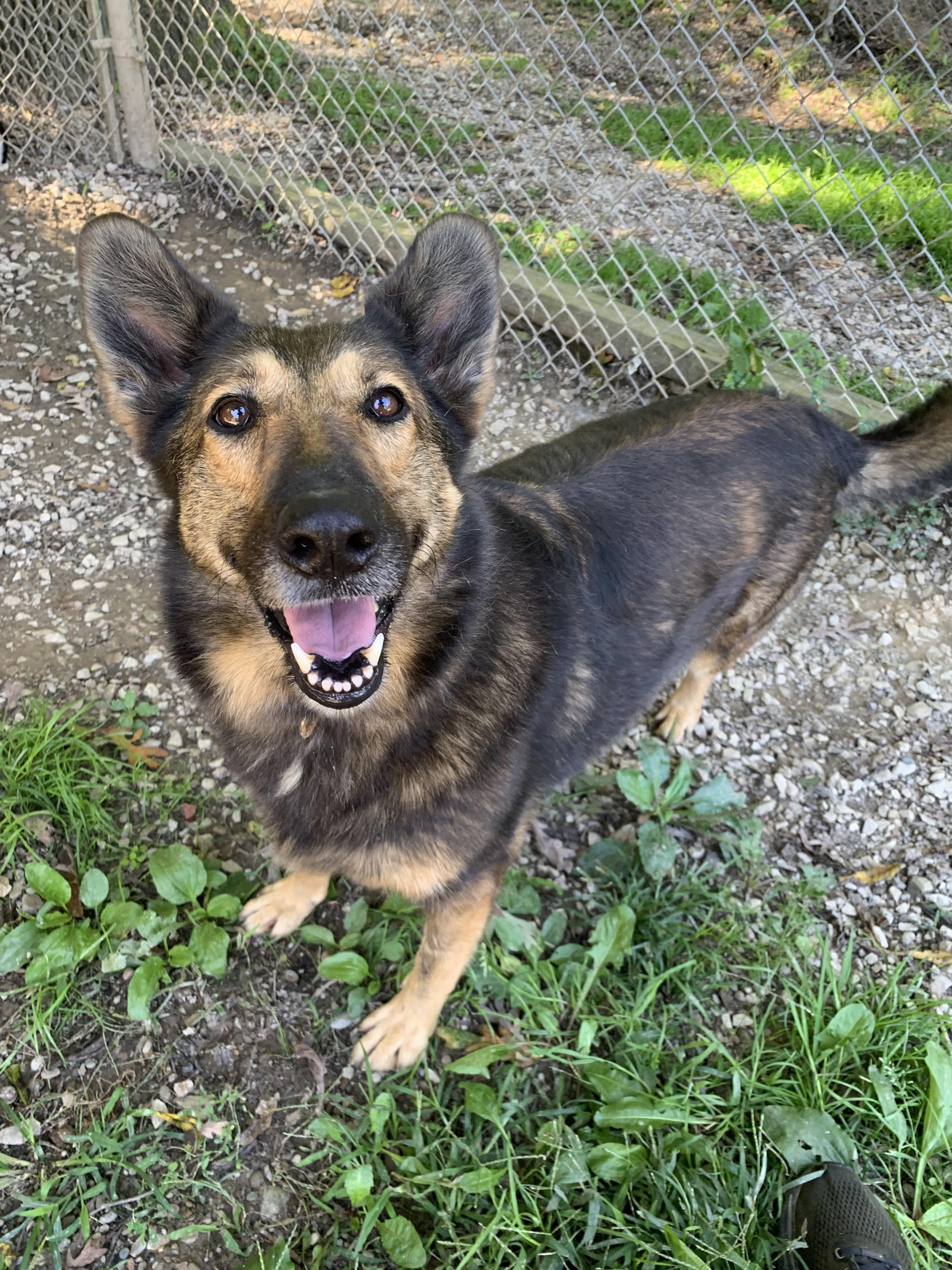 Enlarge Moose 2, a Adoptable mixed breed in Saint Clairsville, OH image 1/6