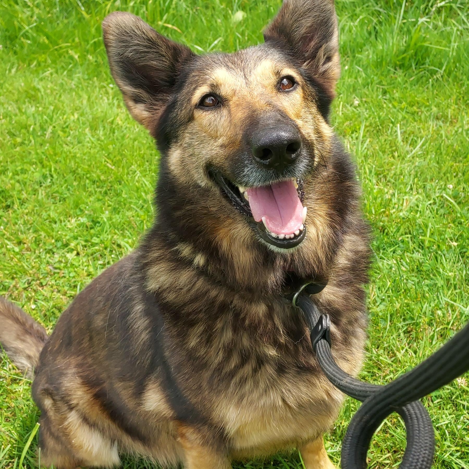 Enlarge Moose 2, a Adoptable mixed breed in Saint Clairsville, OH image 6/6