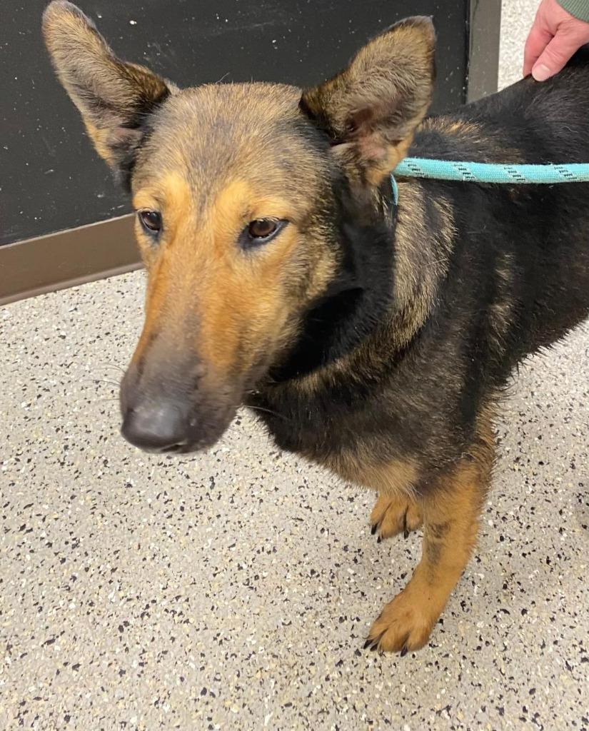 Enlarge Moose 2, a Adoptable mixed breed in Saint Clairsville, OH image 2/6