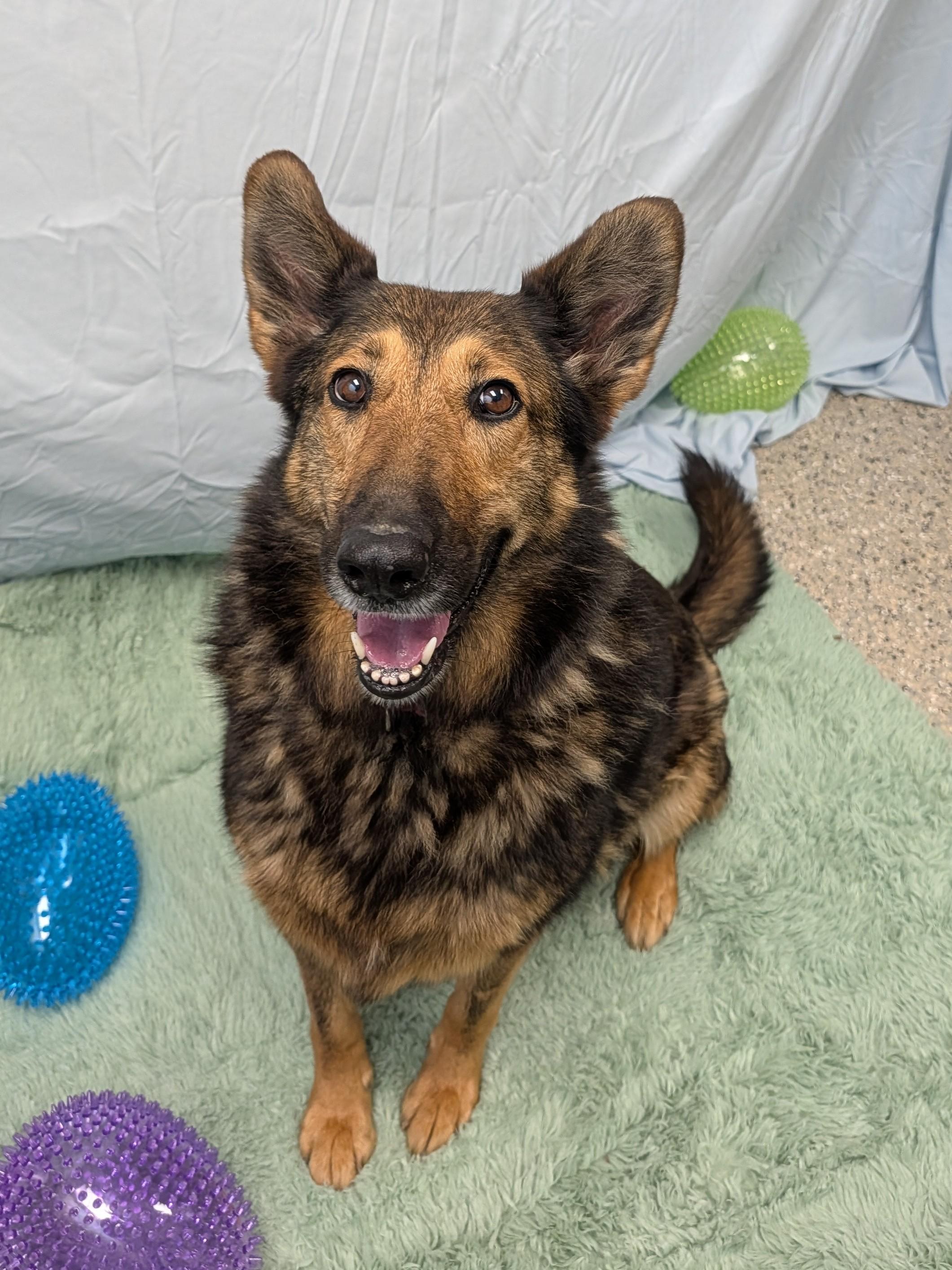 Enlarge Moose 2, a Adoptable mixed breed in Saint Clairsville, OH image 2/6