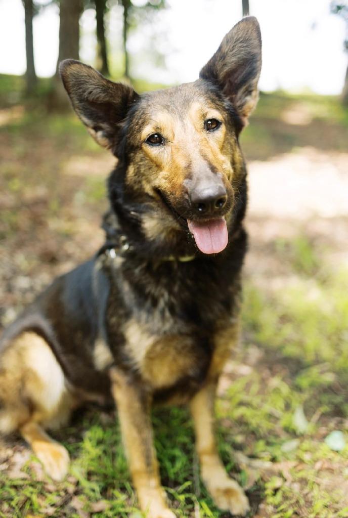 Enlarge Moose 2, a Adoptable mixed breed in Saint Clairsville, OH image 3/6