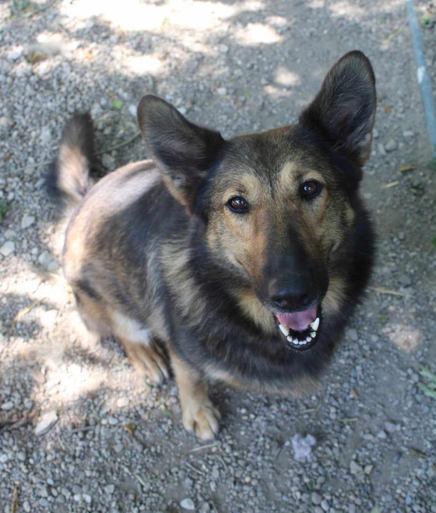 Moose 2, a Adoptable mixed breed in Saint Clairsville, OH image 2/6