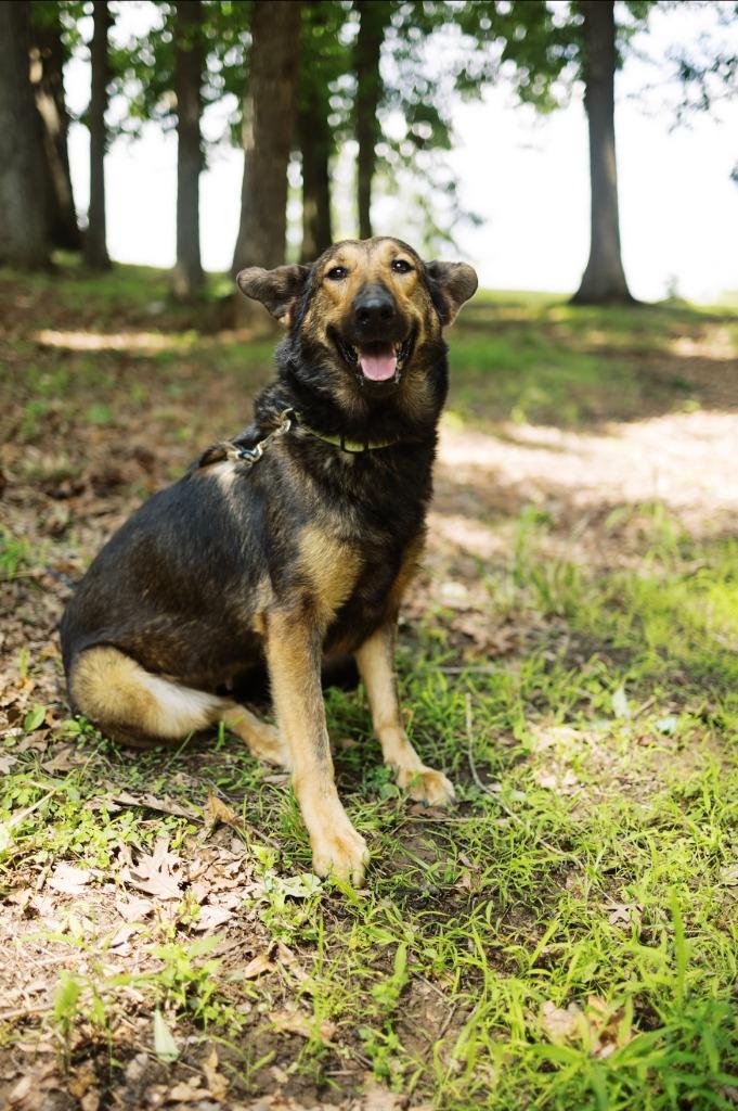 Moose 2, a Adoptable mixed breed in Saint Clairsville, OH image 3/6