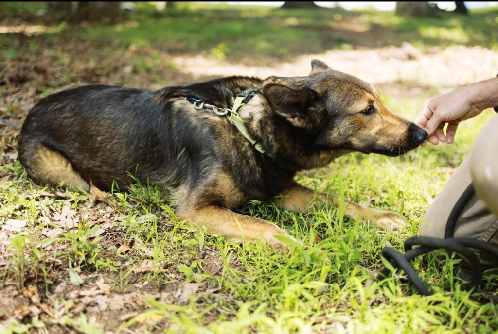 Moose 2, a Adoptable mixed breed in Saint Clairsville, OH image 4/6