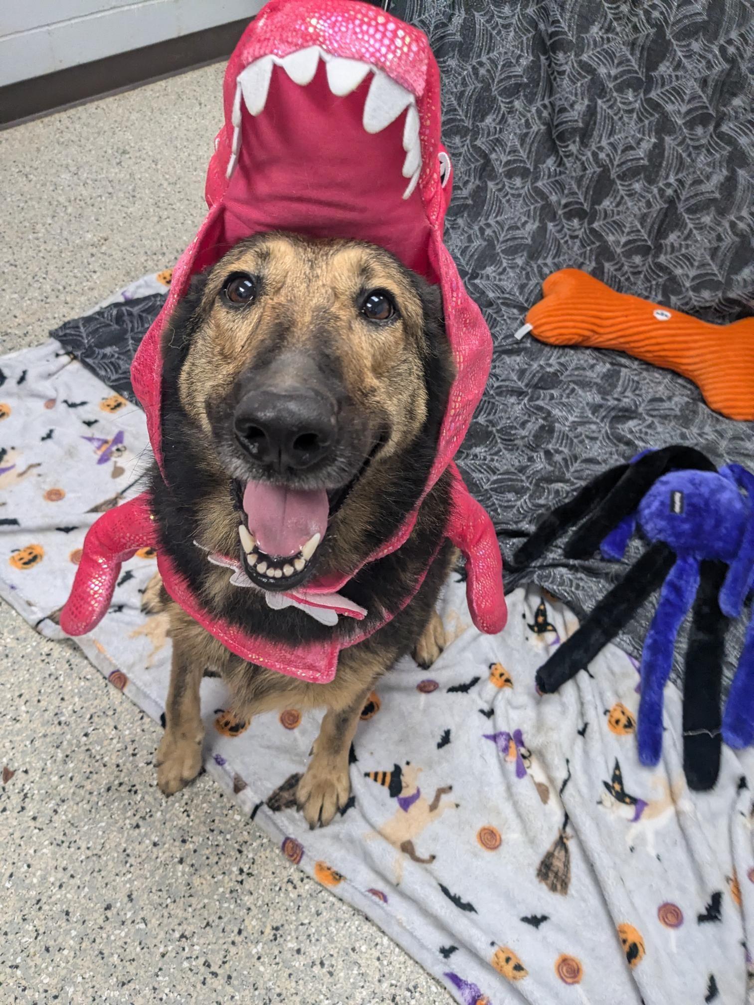 Enlarge Moose 2, a Adoptable mixed breed in Saint Clairsville, OH image 3/6