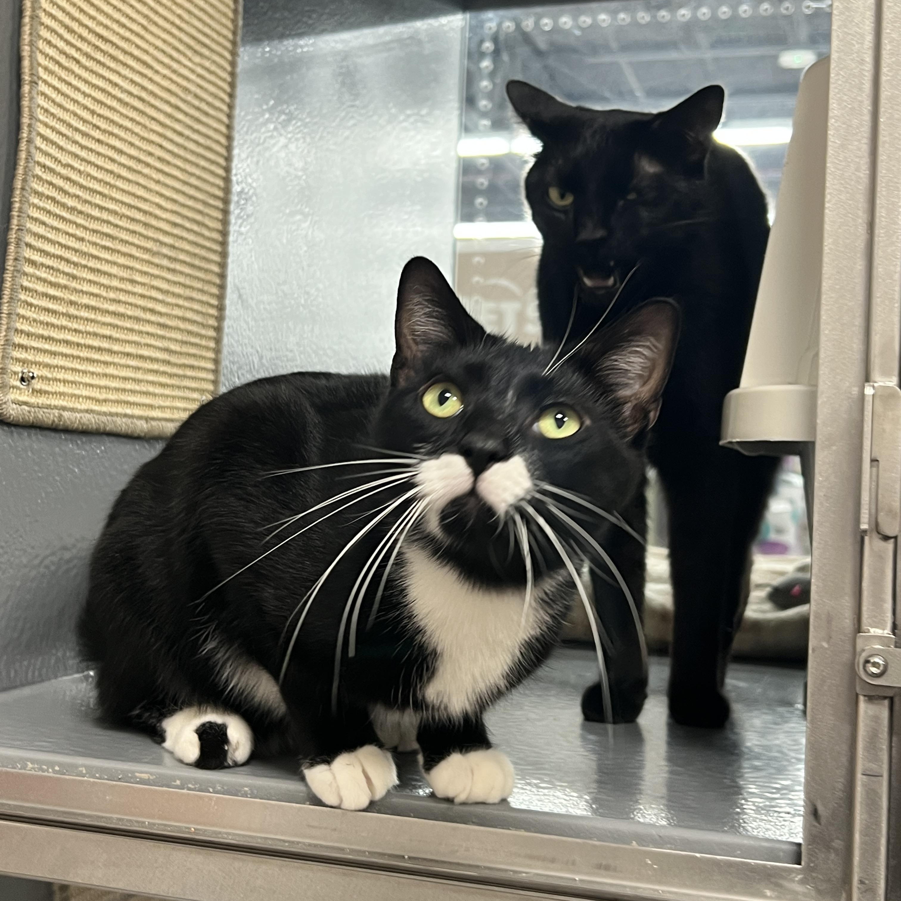 Enlarge Mario & Luigi, an adoptable Domestic Short Hair in Oldsmar, FL image 2/3