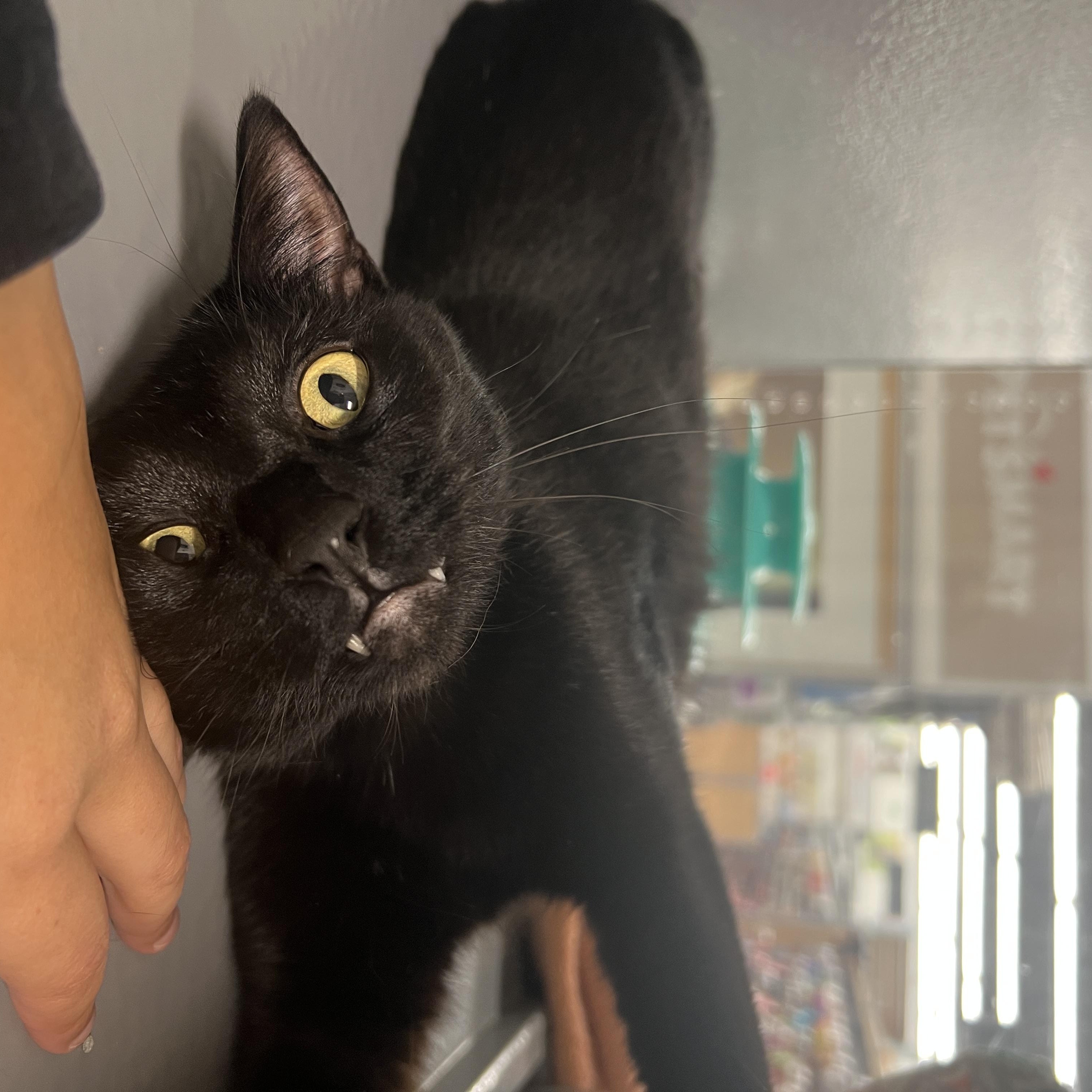 Enlarge Mario & Luigi, an adoptable Domestic Short Hair in Oldsmar, FL image 3/3