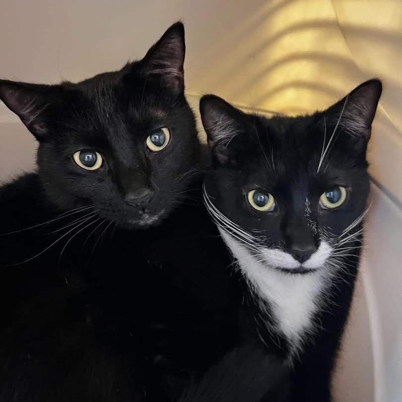 Enlarge Mario & Luigi, an adoptable Domestic Short Hair in Oldsmar, FL image 1/3