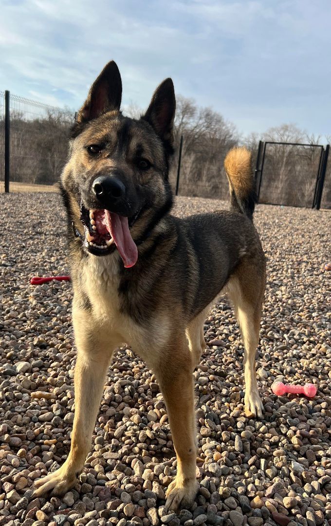Enlarge Napawleon H, a Adoptable mixed breed in Auburn, NE image 2/4