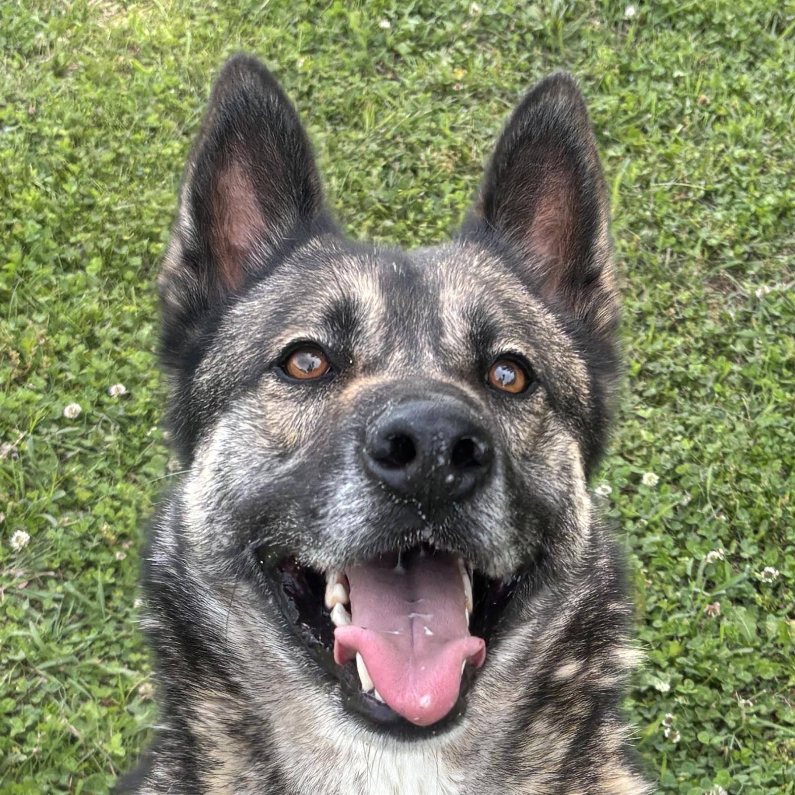 Napawleon H, Adoptable, Young Male German Shepherd Dog & Husky.