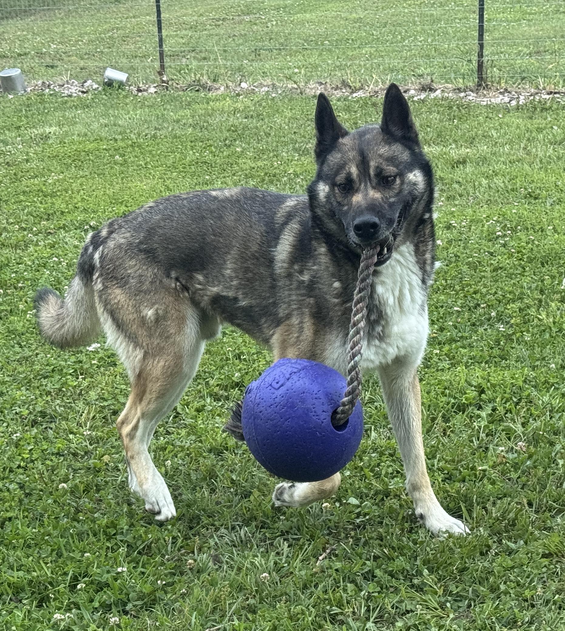 Enlarge Napawleon H, a Adoptable mixed breed in Auburn, NE image 4/4