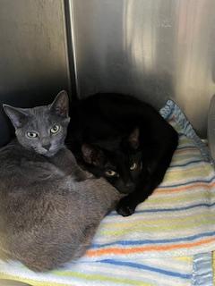 Coal (Female, grey) & Ebony (Male, black)