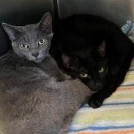 Enlarge Coal (Female, grey) & Ebony (Male, black), a Adoptable Domestic Short Hair in Berryville, VA image 1/3
