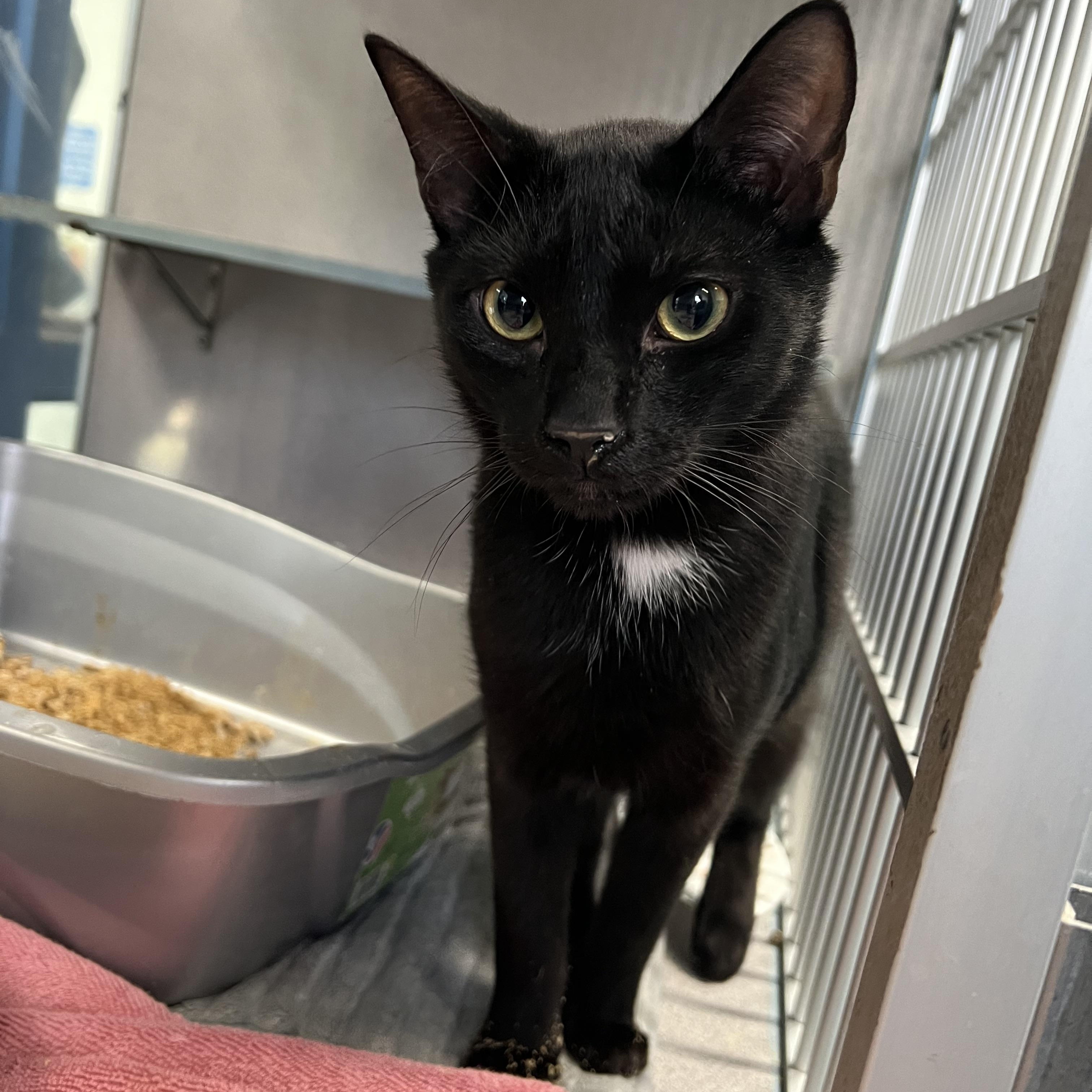 Ebony *Adoption fee sponsored*, Adoptable, Young Male Domestic Short Hair.