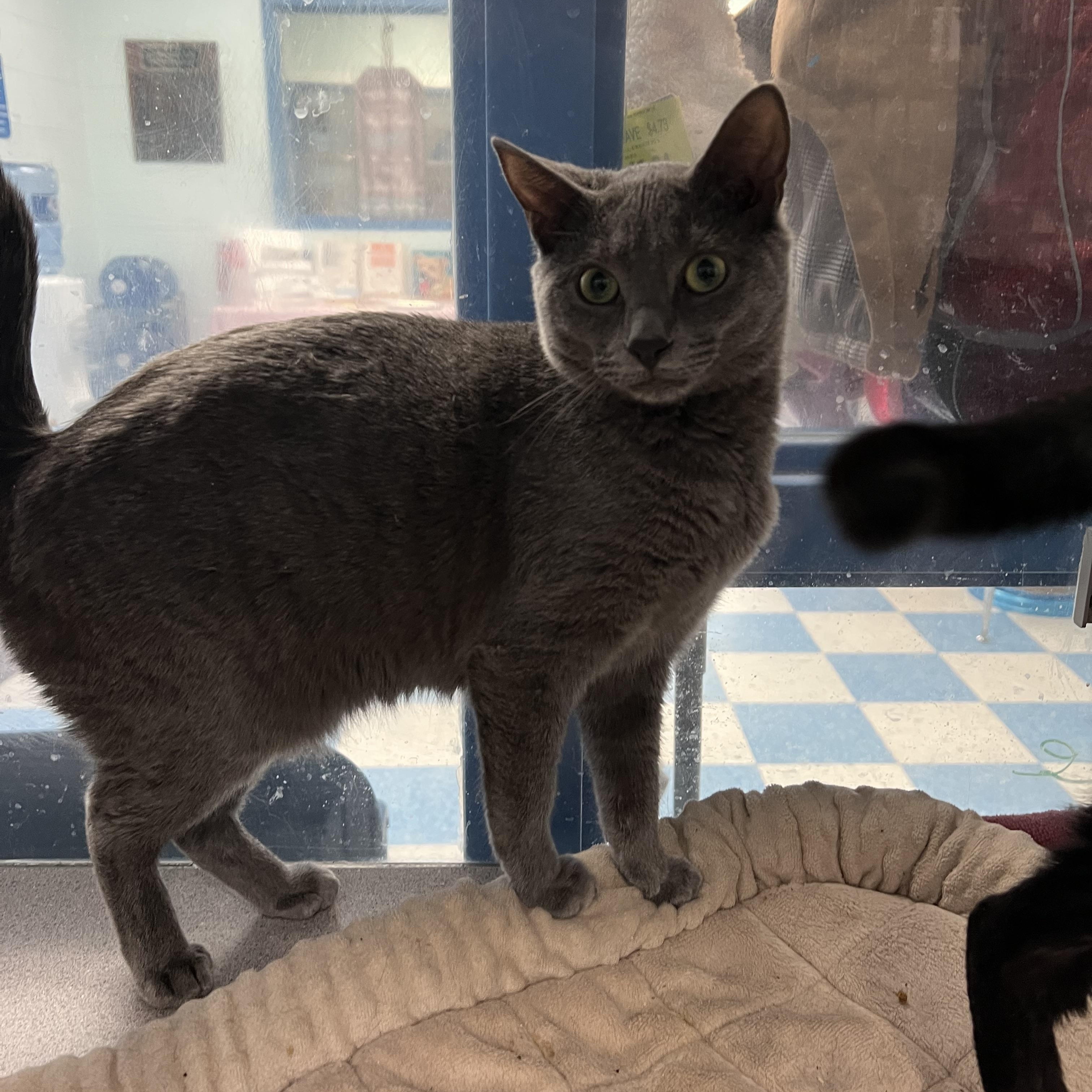 Enlarge Coal (Female, grey) & Ebony (Male, black), a Adoptable Domestic Short Hair in Berryville, VA image 3/3