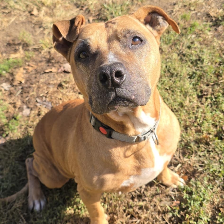Edith, Adoptable, Senior Female Pit Bull Terrier.