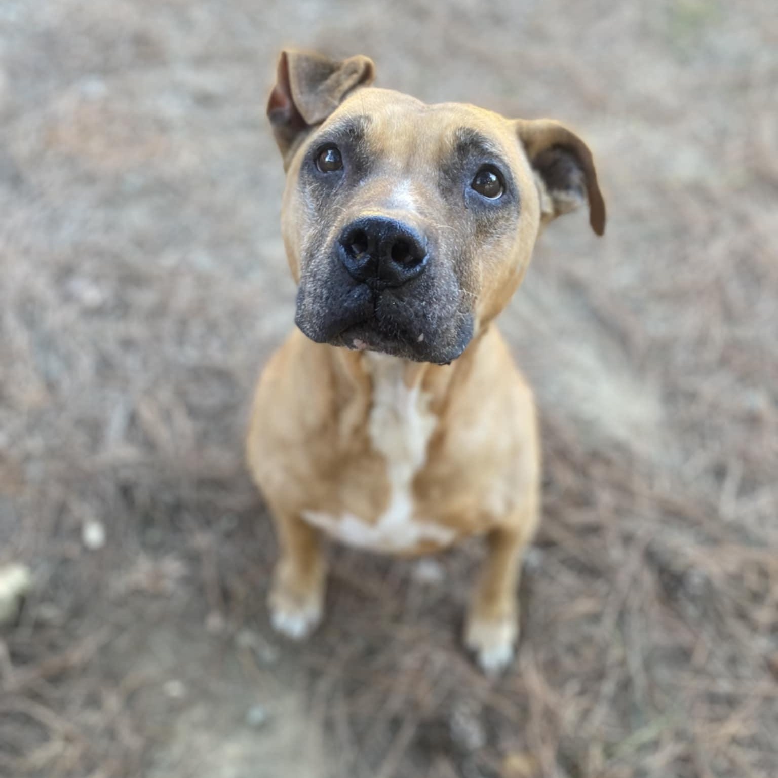 Edith, a Adoptable Pit Bull Terrier in Orange, VA image 2/5