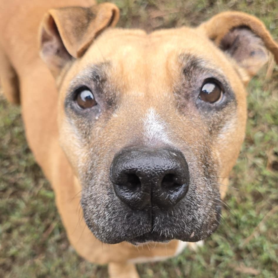 Edith, a Adoptable Pit Bull Terrier in Orange, VA image 4/5
