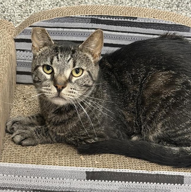 Enlarge Tim, a ADOPTABLE Domestic Short Hair in Jackson, CA image 1/1