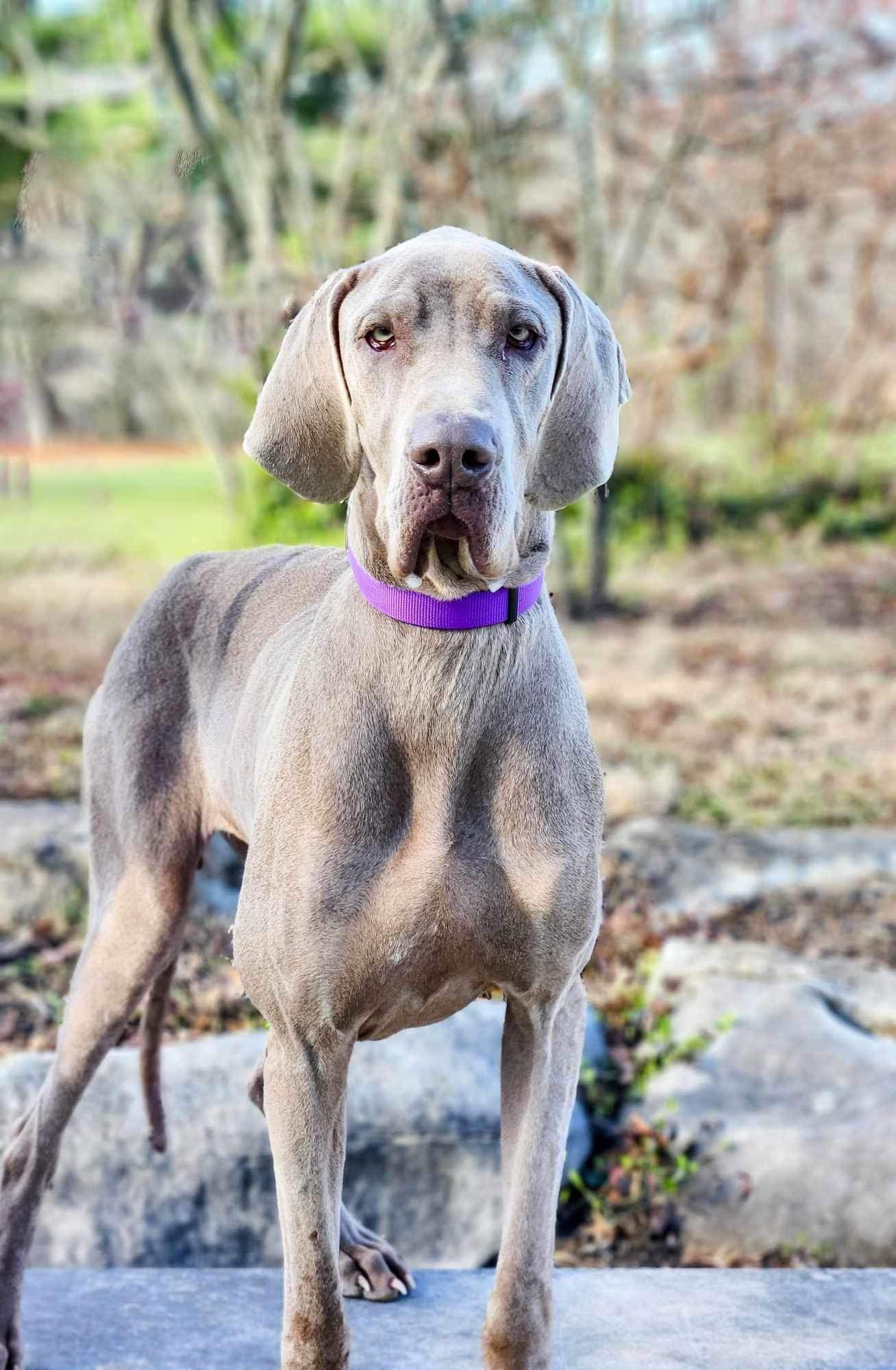 Enlarge Lucy, a Adoptable Great Dane in Florence, KY image 1/1
