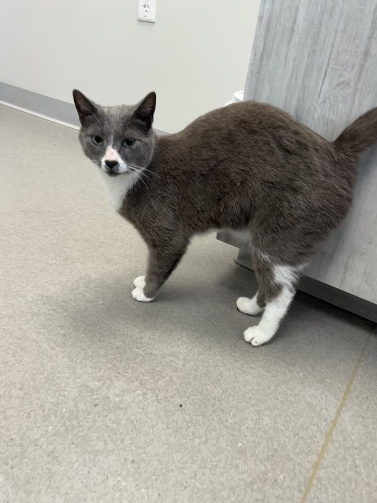 Sam-I-Am, Adoptable, Adult Male Domestic Short Hair.