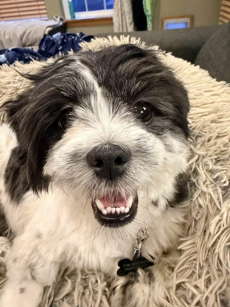 Enlarge Winnie, a Adoptable Shih Tzu in Union Gap, WA image 2/6