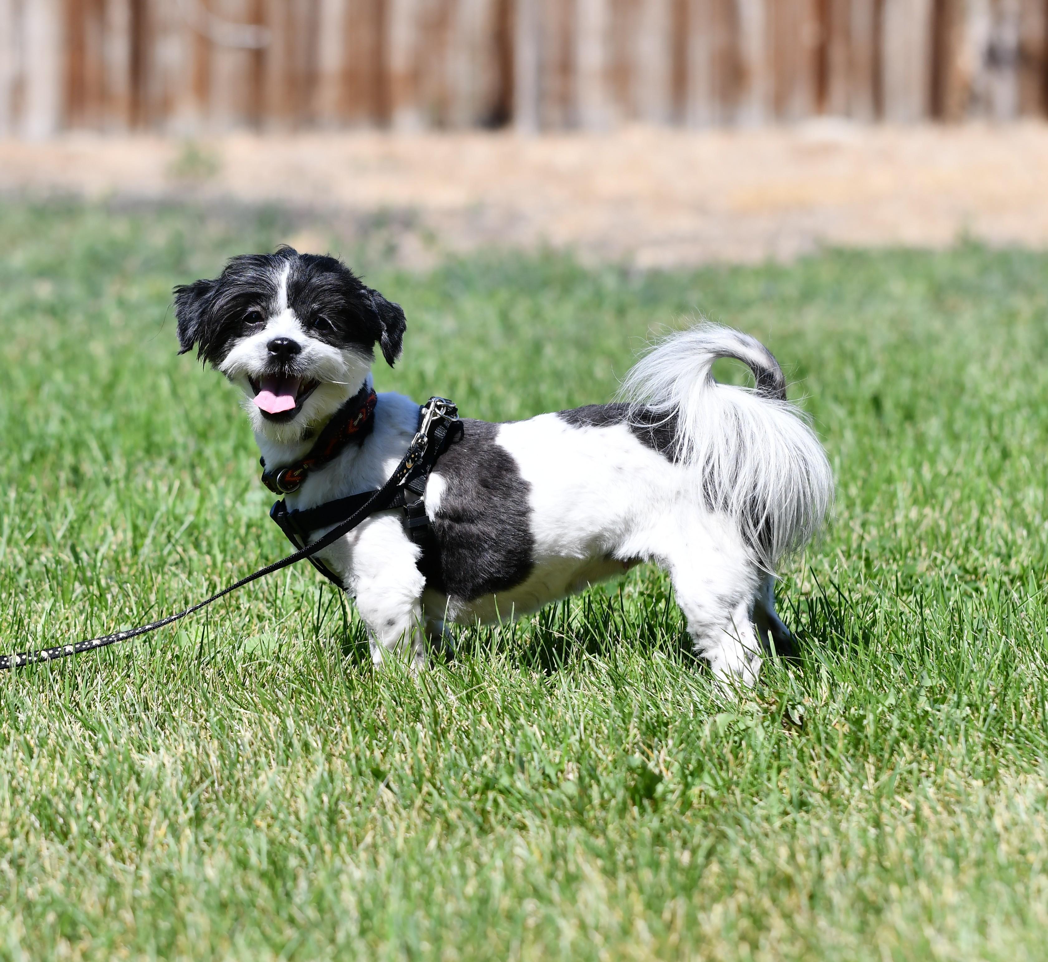 Winnie, ADOPTABLE, Young Female Shih Tzu.