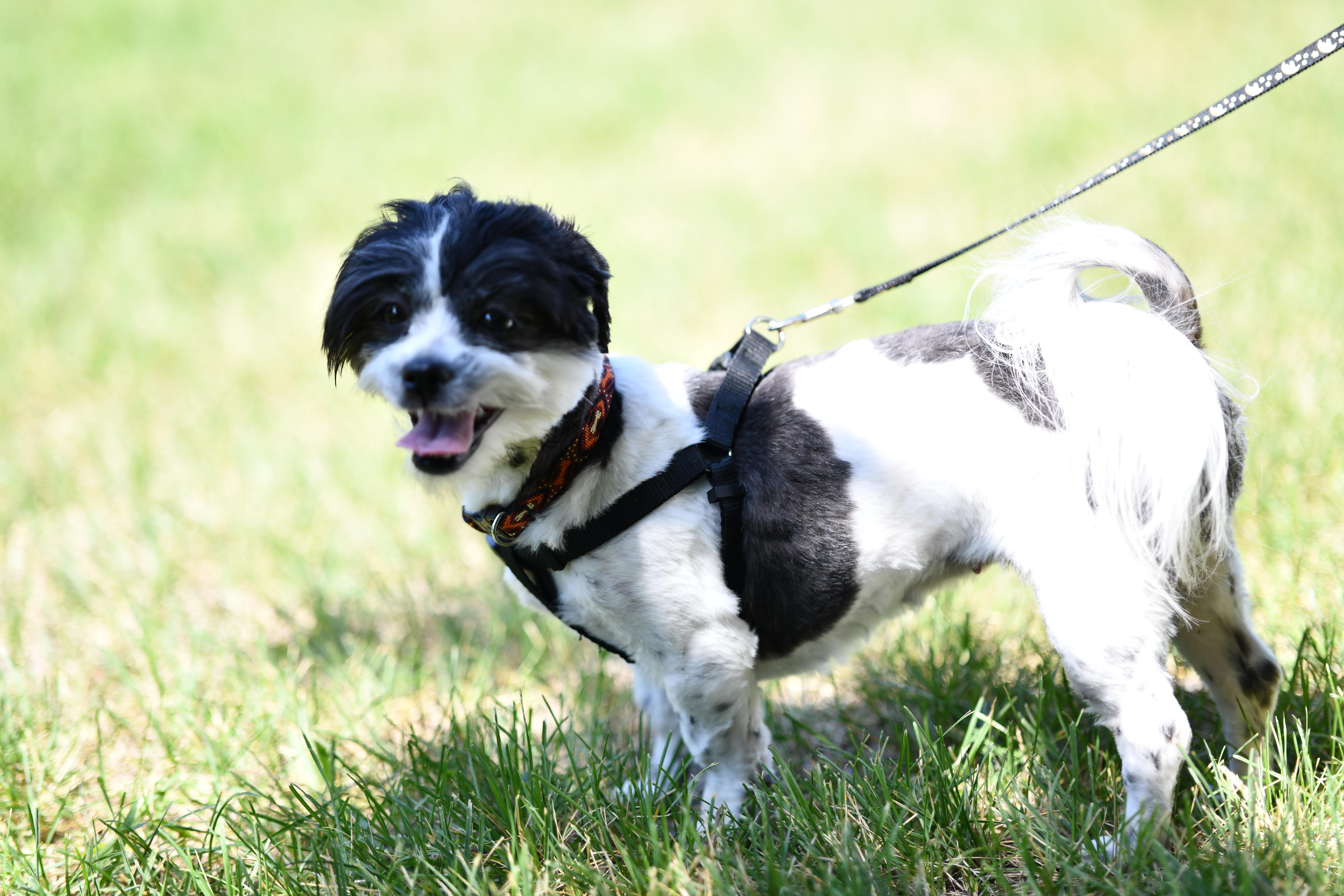 Winnie, a ADOPTABLE Shih Tzu in Union Gap, WA image 3/4