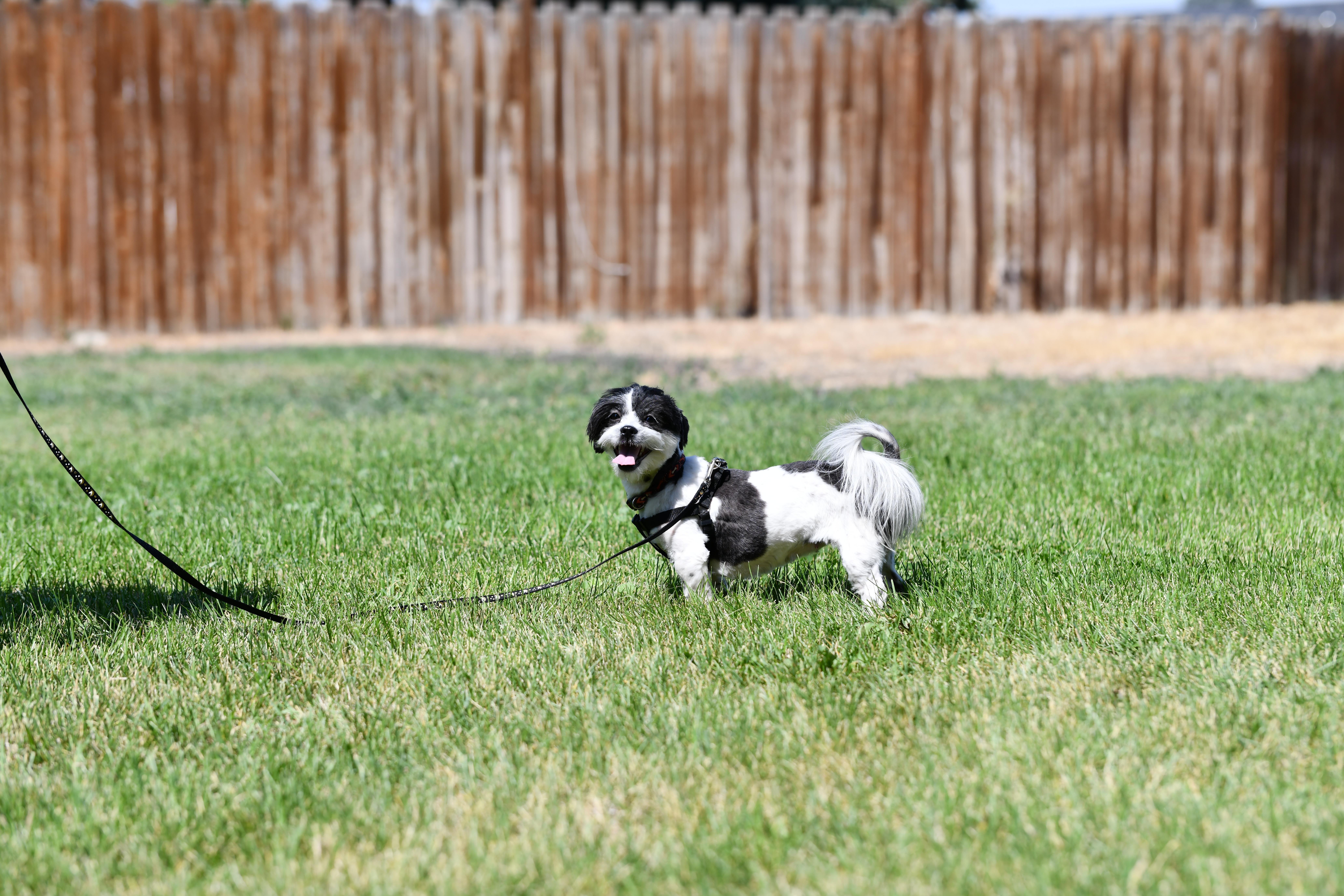 Winnie, a ADOPTABLE Shih Tzu in Union Gap, WA image 4/4