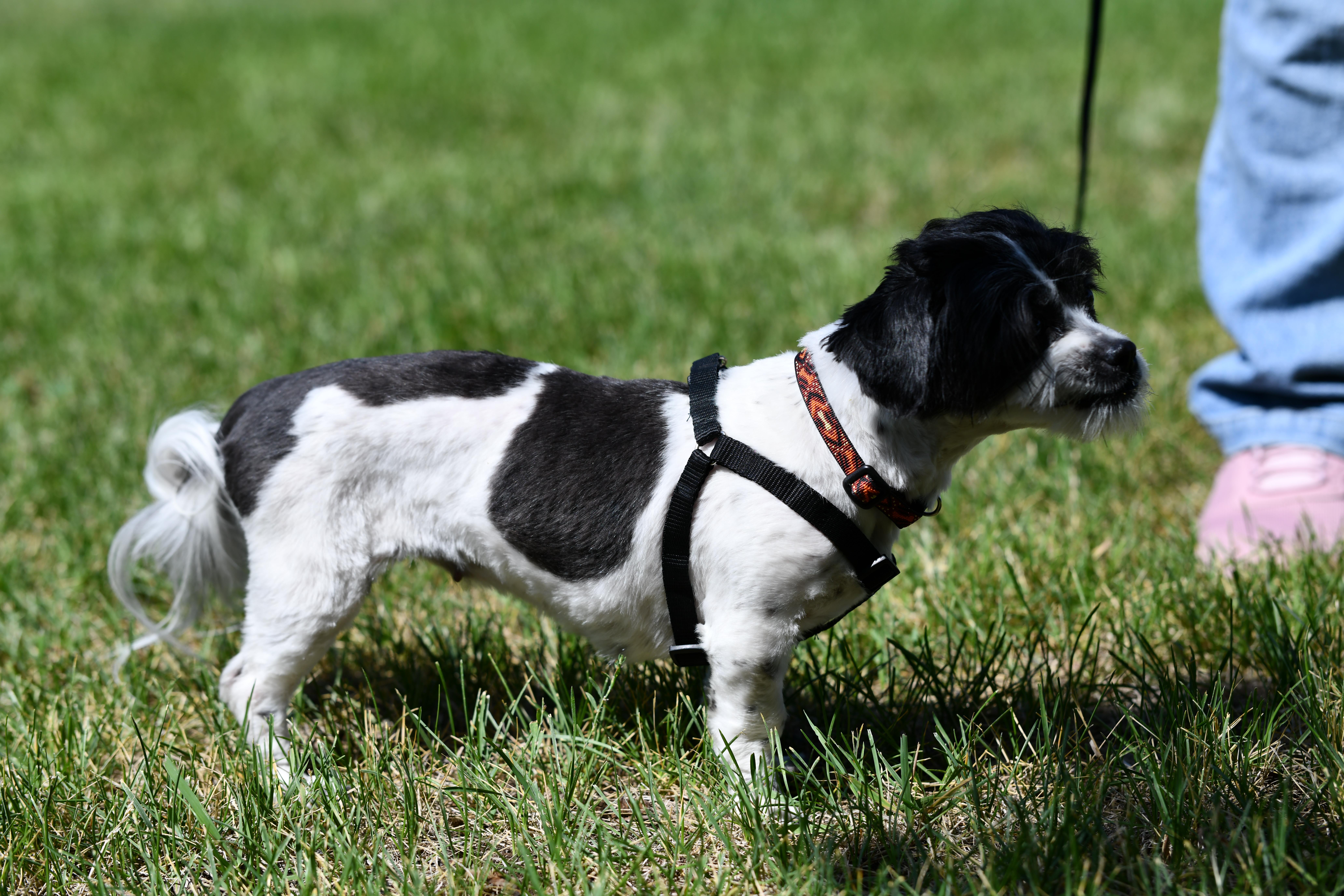 Winnie, a ADOPTABLE Shih Tzu in Union Gap, WA image 2/4