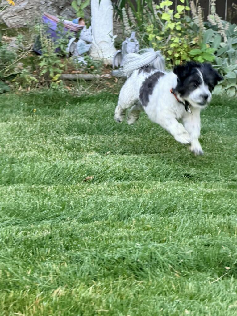 Enlarge Winnie, a Adoptable Shih Tzu in Union Gap, WA image 6/6