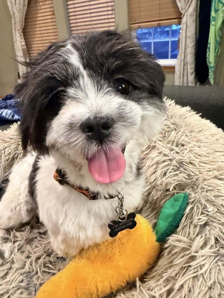 Enlarge Winnie, a Adoptable Shih Tzu in Union Gap, WA image 1/6