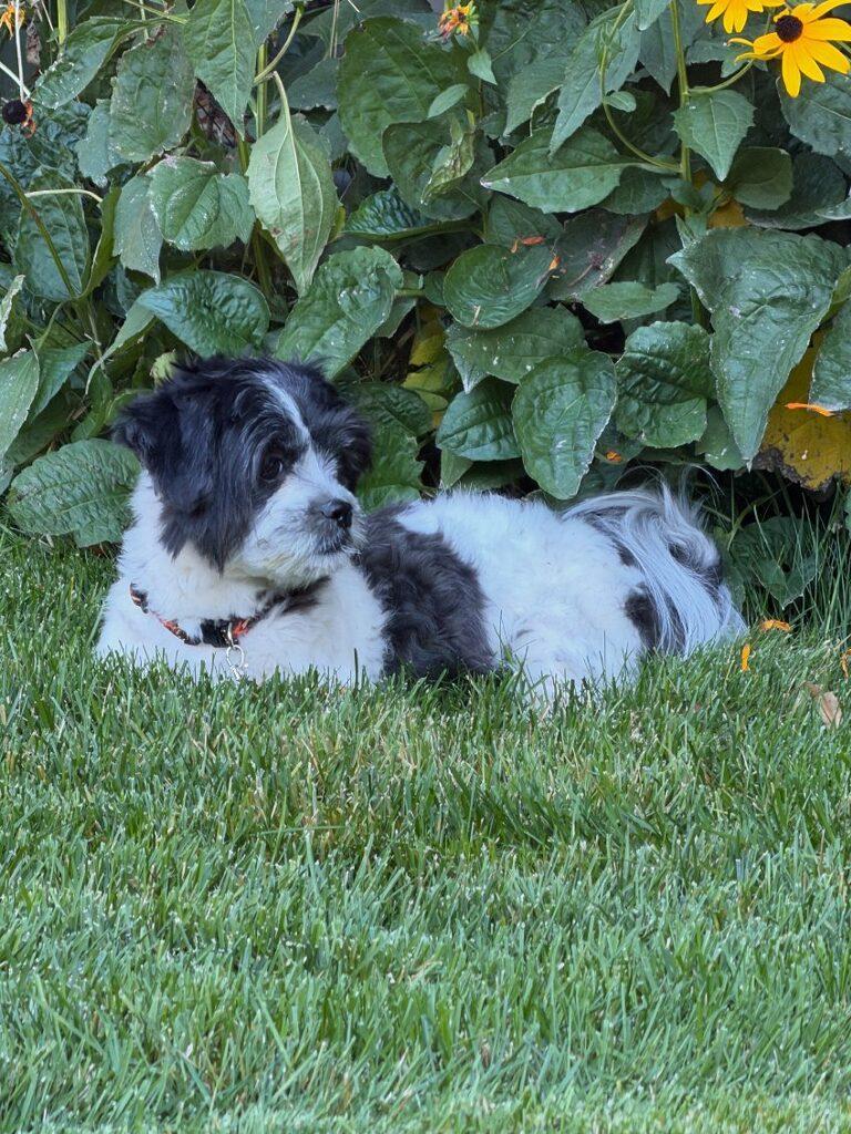 Enlarge Winnie, a Adoptable Shih Tzu in Union Gap, WA image 5/6