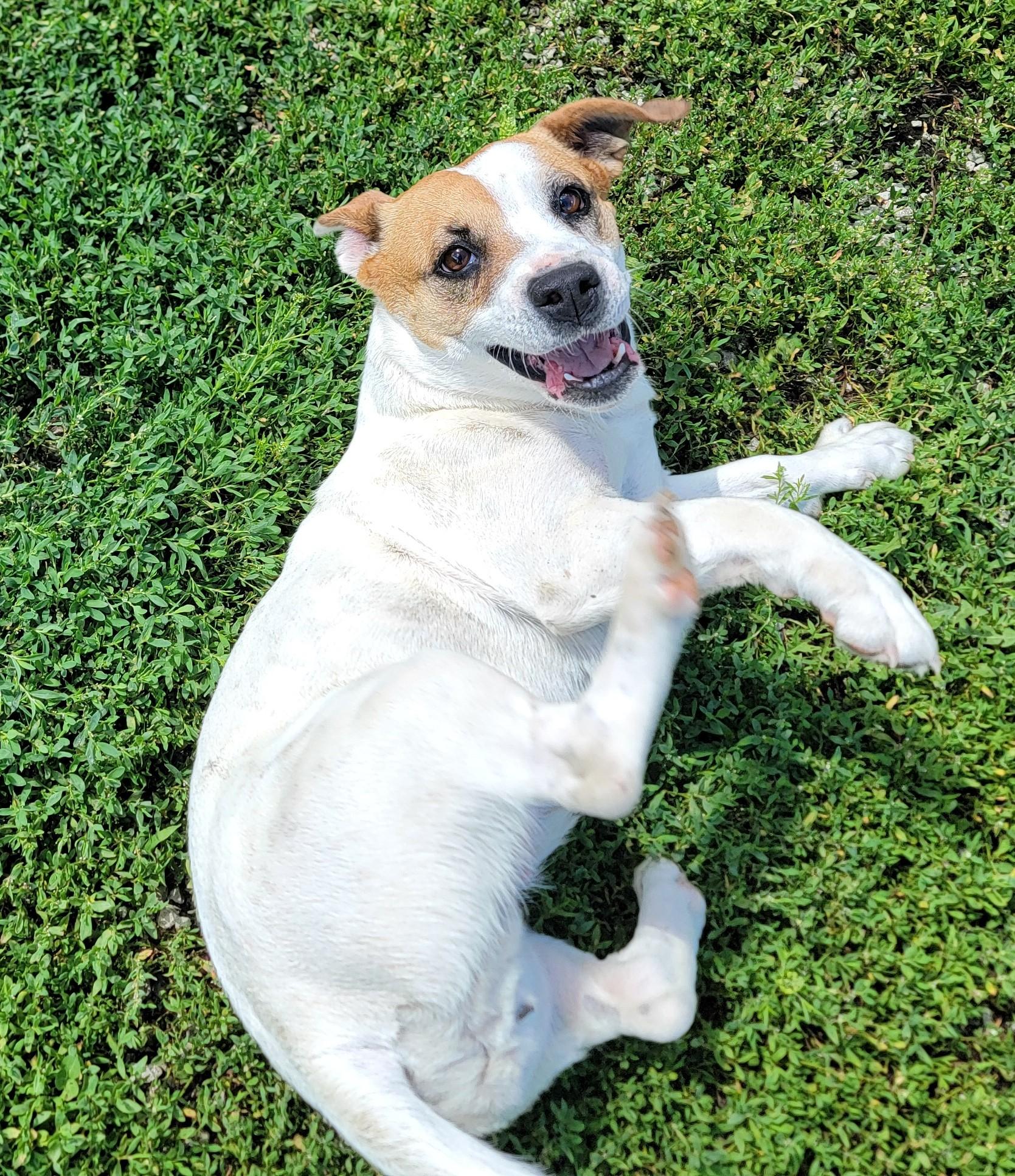 Enlarge Evie, a ADOPTABLE Jack Russell Terrier in Mount Sterling, KY image 3/6