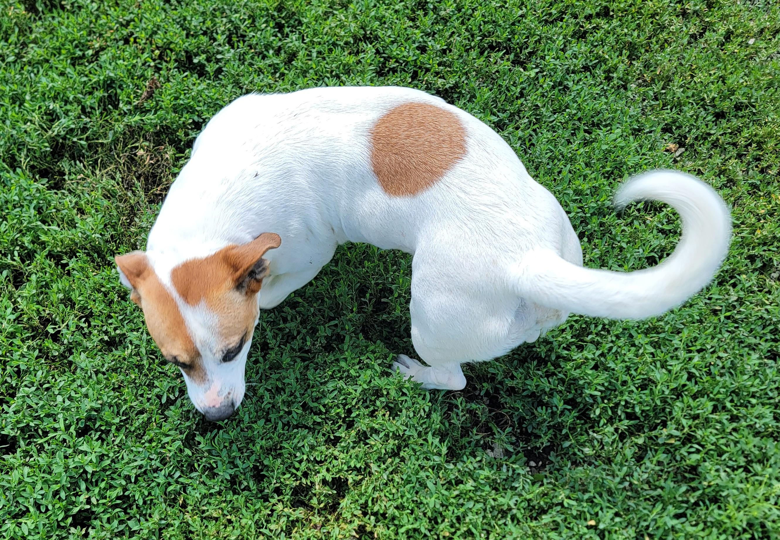 Enlarge Evie, a ADOPTABLE Jack Russell Terrier in Mount Sterling, KY image 4/6