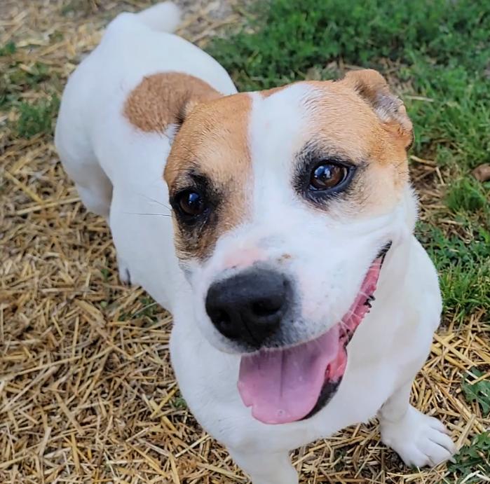 Enlarge Evie, a ADOPTABLE Jack Russell Terrier in Mount Sterling, KY image 1/6