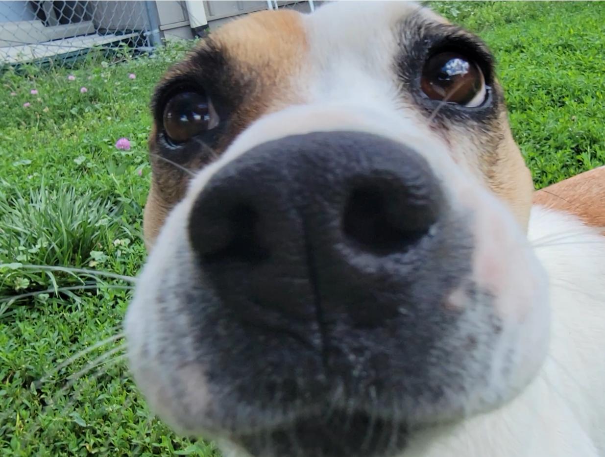 Enlarge Evie, a ADOPTABLE Jack Russell Terrier in Mount Sterling, KY image 2/6