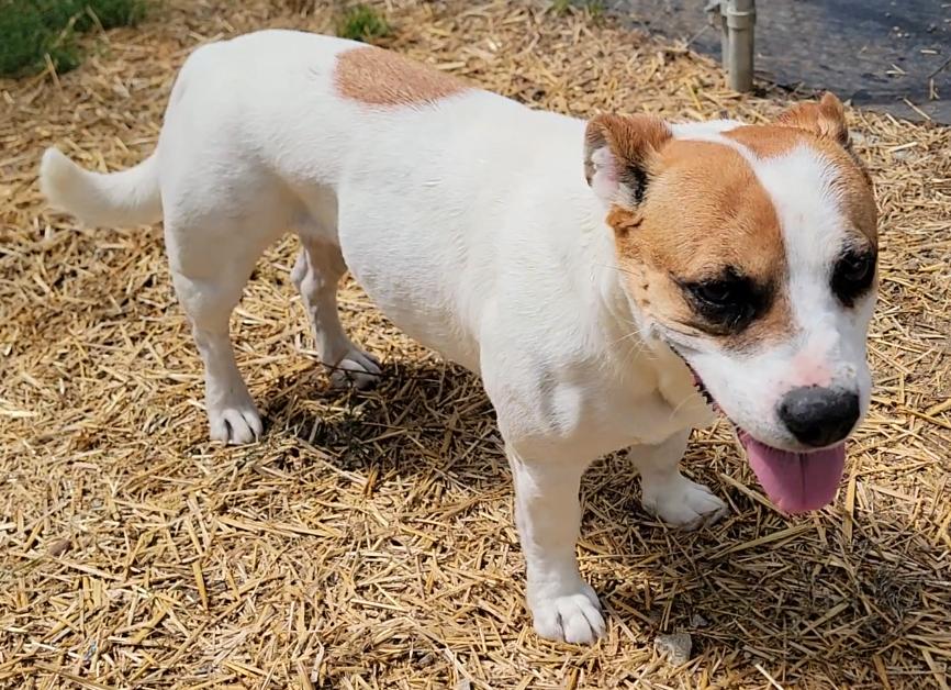 Enlarge Evie, a ADOPTABLE Jack Russell Terrier in Mount Sterling, KY image 6/6