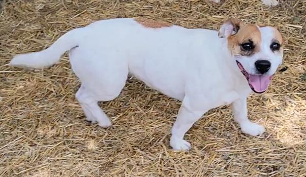 Enlarge Evie, a ADOPTABLE Jack Russell Terrier in Mount Sterling, KY image 5/6